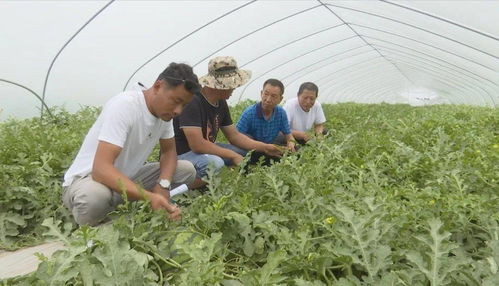 發展優質瓜菜種植與技術創新，開拓農業增效與農民增收新路徑